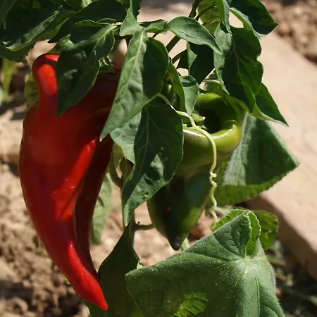 公寓 Tonka 马卡尔斯卡