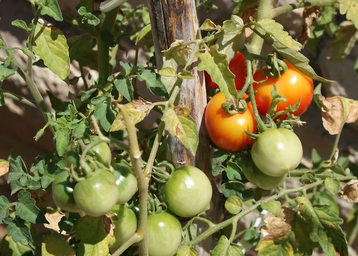 Tonka מאקרסקה
