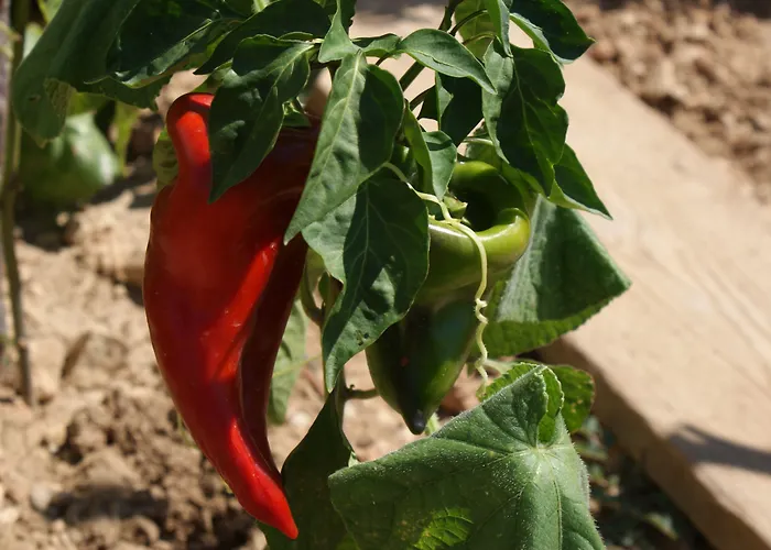 דירה Tonka מאקרסקה